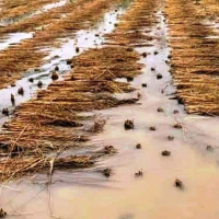 चिकित्सा शिक्षामा सैनिक महाविद्यालय उत्कृष्ट