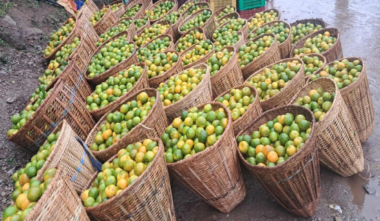 प्रहरीका कानुनलाई परिमार्जन गर्न प्रधानमन्त्रीको निर्देशन