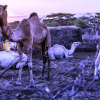 गाजामा युद्धविराम गर्न ‘नयाँ चरणको वार्ता’