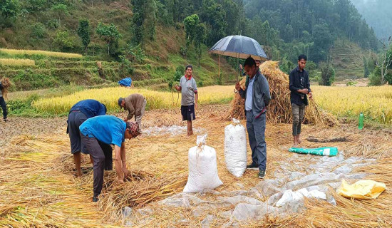 क्यान्सर रोगमा उपयोगी लौठसल्लाको संरक्षण
