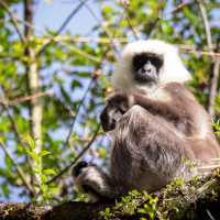 पद्मश्रीमा पाँच कृति छनोट