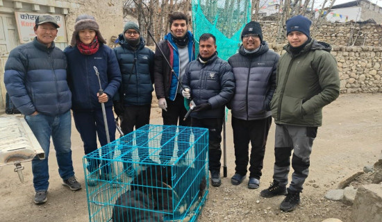 मुस्ताङमा कुकुरको बन्ध्याकरण शिविर