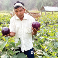 ड्र्यागन खेतीमा युवाको आकर्षण