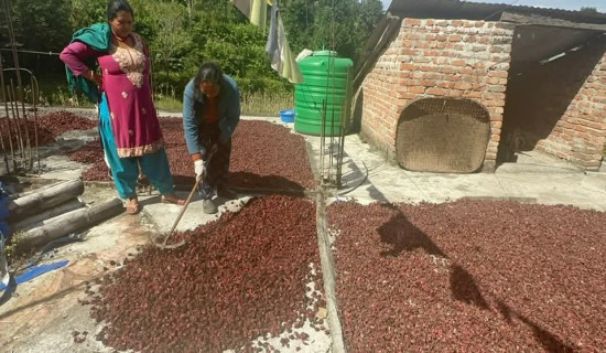 जैंनालु र दोभानबाट वार्षिक एक करोड ५० लाख बराबरको अलैँची निर्यात