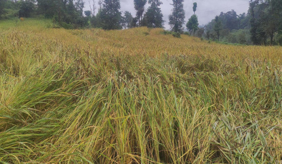 पाकेर थन्क्याउन लागिएको धानबालीमा वर्षाले क्षति गरेपछि कृषक चिन्तित