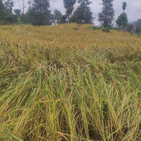 माइक्रोबस र टिपर ठोक्किँदा १३ जना घाइते, दुईको अवस्था गम्भीर