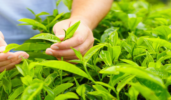 भोजपुरका किसान व्यवसायिक चिया खेतीमा आकर्षित