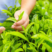 मुनमा युवा मन