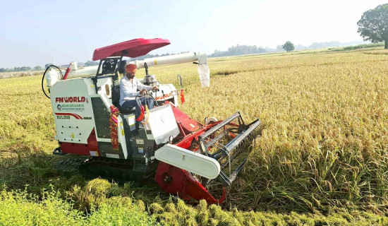 बाँकेमा धान खरिदमा ढिलाई : सस्तोमा बिक्री गर्दै किसान