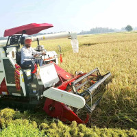 पाकेर थन्क्याउन लागिएको धानबालीमा वर्षाले क्षति गरेपछि कृषक चिन्तित