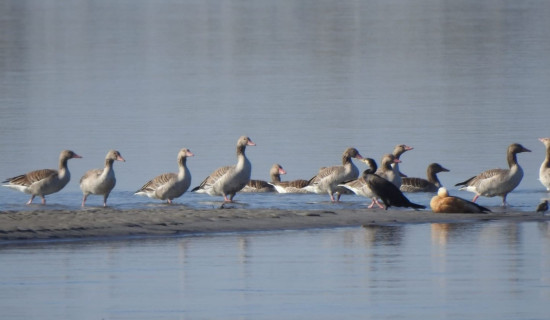 पाकिस्तानद्वारा भारतीय सिख तीर्थयात्रीलाई चाडपर्वका लागि भिसा जारी