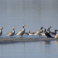 धनुषाको १८ मध्ये पाँच पालिकाको मतपरिणाम सार्वजनिक