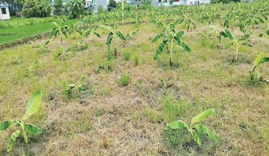 चितुवाको आक्रमणबाट तनहुँमा दुई जना घाइते