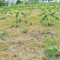 डलरको मूल्य अहिलेसम्मकै उच्च