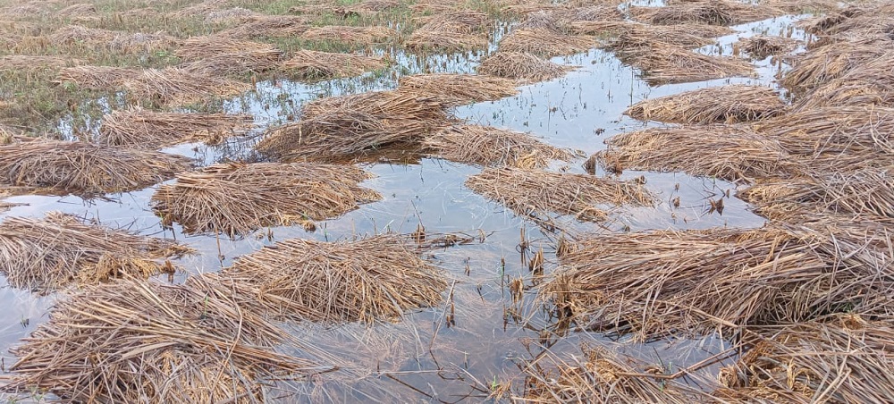 बेमौसमी वर्षाको प्रभाव : लुम्बिनीमा १५ हजार ७५५ हेक्टर धानबालीमा क्षति