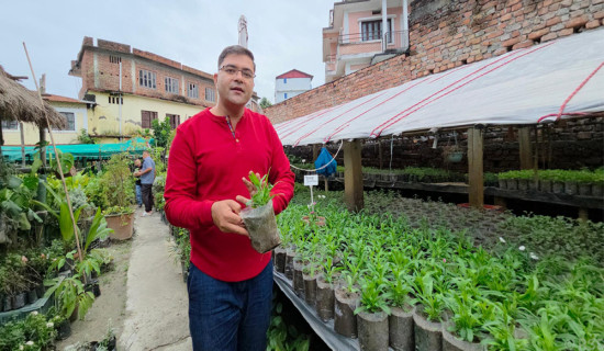 नर्सरीबाट वार्षिक ४० लाख आम्दानी