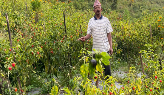 गाउँघरमै कृषि पेसाबाट मनग्य कमाइ