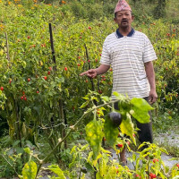 अध्यक्ष पाण्डेको घरमा ढुंगा प्रहार गर्ने तीन पक्राउ