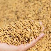 मानसिक समस्या भएका महिला असुरक्षित