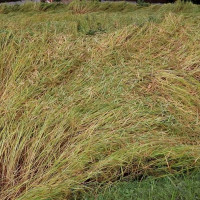 विघटनको सँघारमा नेकपा एकीकृत समाजवादी