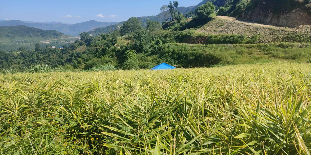 अदुवाले मूल्य नपाउँदा किसान चिन्तित