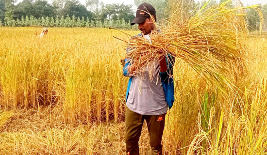 जिप दुर्घटना हुँदा ३ को मृत्यु