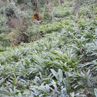 सुन प्रतितोला  नौ सयले बढ्यो