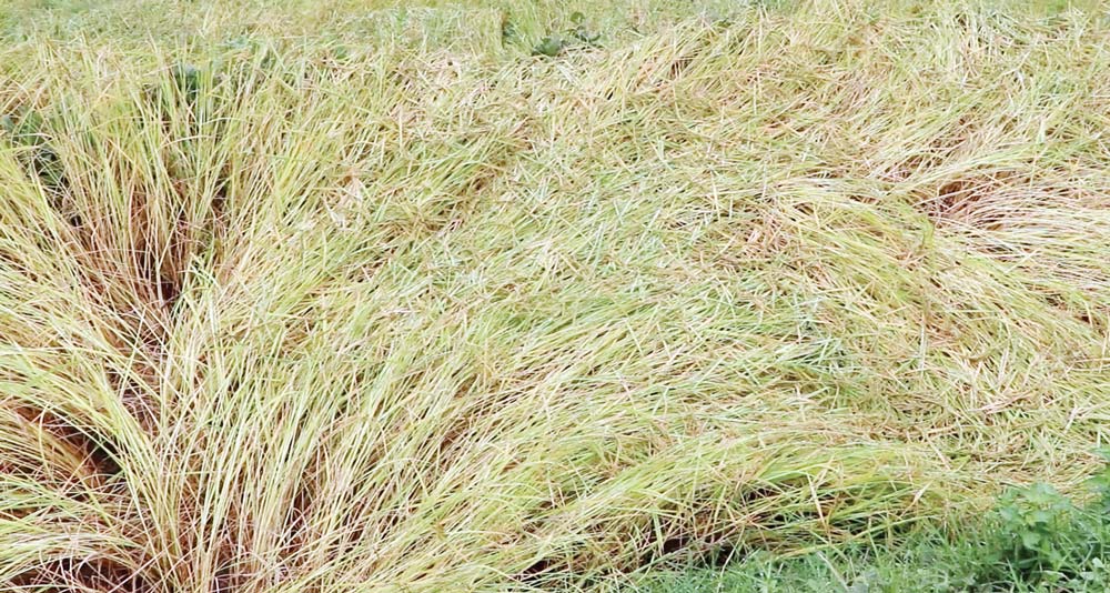 कृषिमा ठुलो क्षति