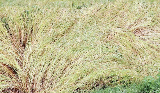 भारतमा सङ्क्रमण बढ्न थालेपछि नाकामा कडाइ