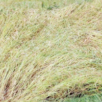 आयात घट्दा खुम्चियो राजस्व