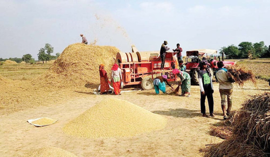 बाँके र बर्दियामा असी प्रतिशत धान भित्र्याइयो