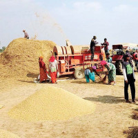 बाँके र बर्दियामा ८० प्रतिशत धान भित्र्याइयो