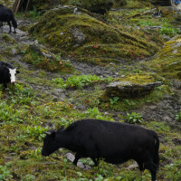 नेपालले वायु गुणस्तर मापन केन्द्रको बिस्तार गरेको छ : वनमन्त्री शाही