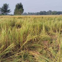 समृद्धिको आकाङ्क्षा