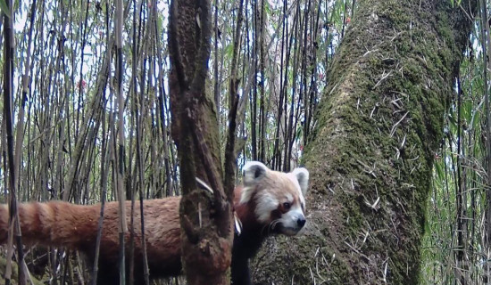 धवलागिरिका जलजला, मुना र मरेनी क्षेत्रमा थप ‘रेडपाण्डा’ भेटिए