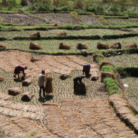 घटेन घरेलु हिंसा : जबरजस्ती करणीमा उजुरीको चाङ