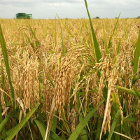 अवधि भाषा र साहित्यको संरक्षणमा जोड