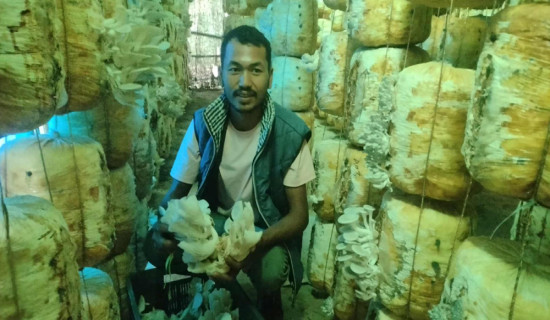 हाइटेक टनेलमा च्याउखेती गरी मनग्य आम्दानी