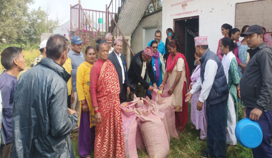 अनुदानमा किसानलाई गहुँको बिउ