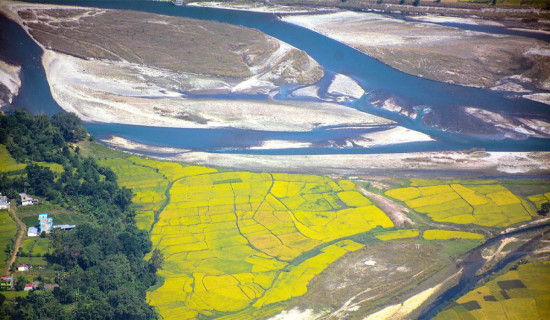 मादी नदी र पतेनीको धान फाँट