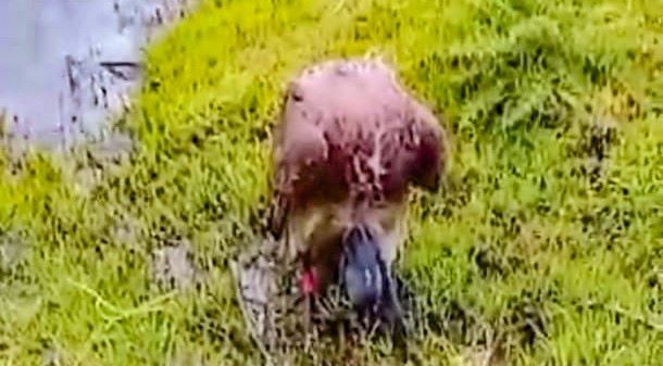 नवलपरासीबाट आएको गिद्ध मर्‍यो