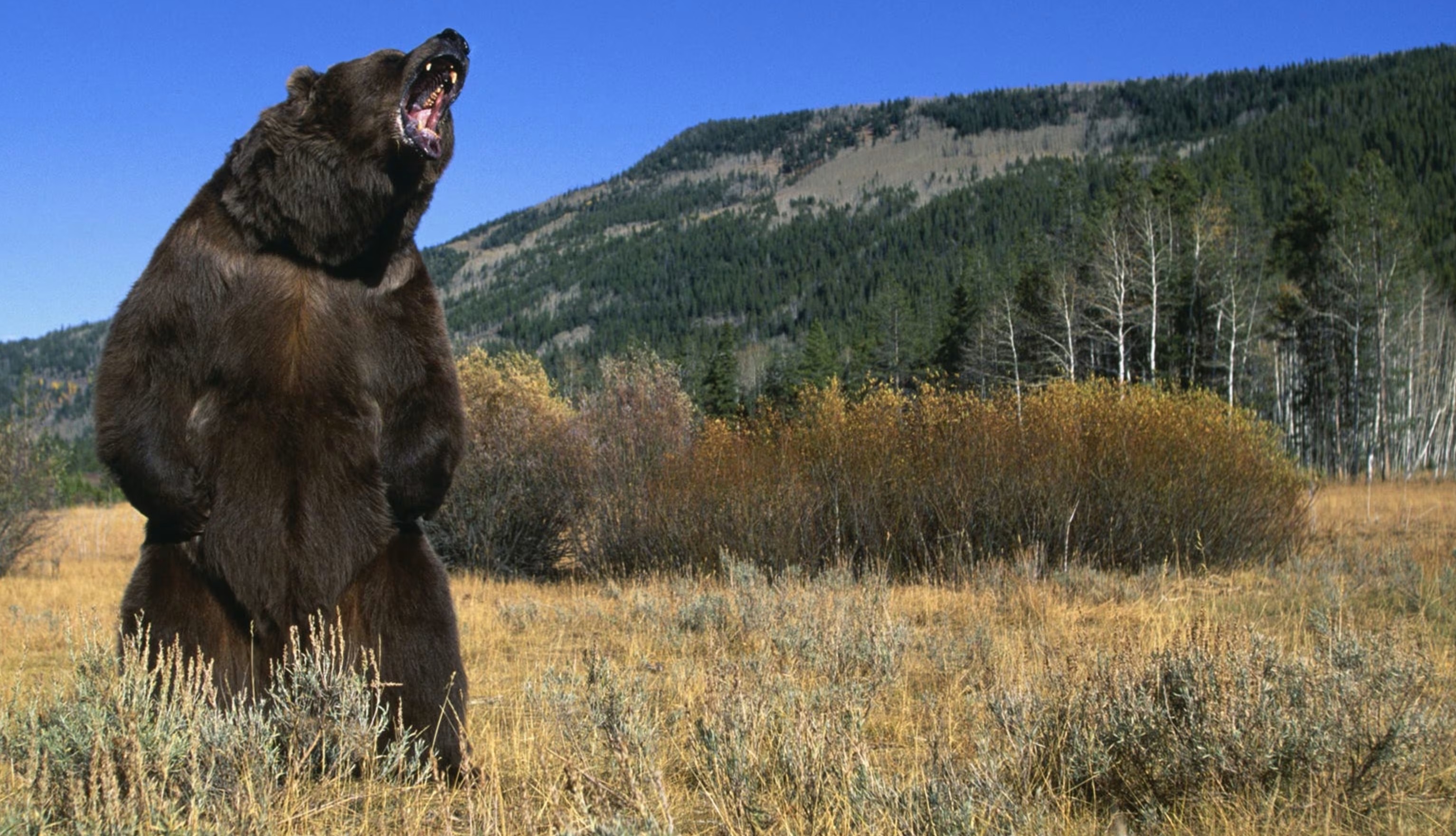 जापानमा भालुको आक्रमणमा परी दुई जना घाइते