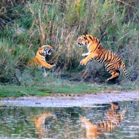 गाजामा पाँच लाखभन्दा बढी बालबालिकालाई पोलियोविरुद्धको खोप लगाइयो