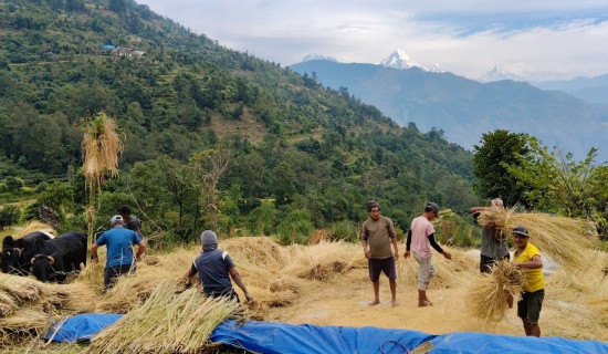 कृषकलाई धान भित्र्याउने चटारो