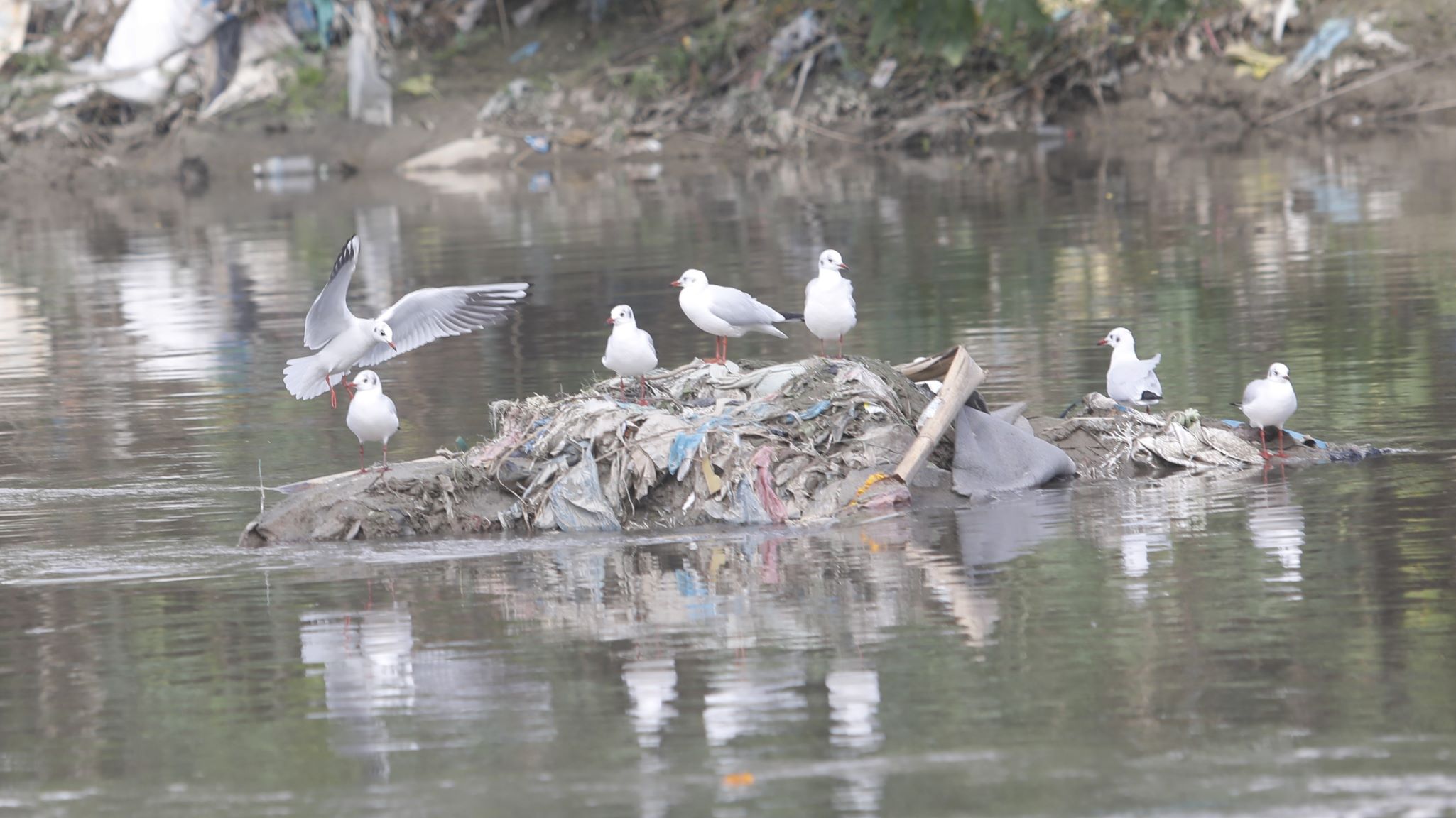 गंगाचिल  पहिलो पटक काठमाडौंमा देखिए (फोटो फिचर)