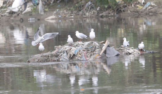 गंगाचिल  पहिलो पटक काठमाडौंमा देखिए (फोटो फिचर)