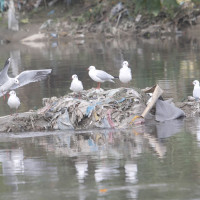 बाबु मृत भेटिएपछि छोरा पक्राउ