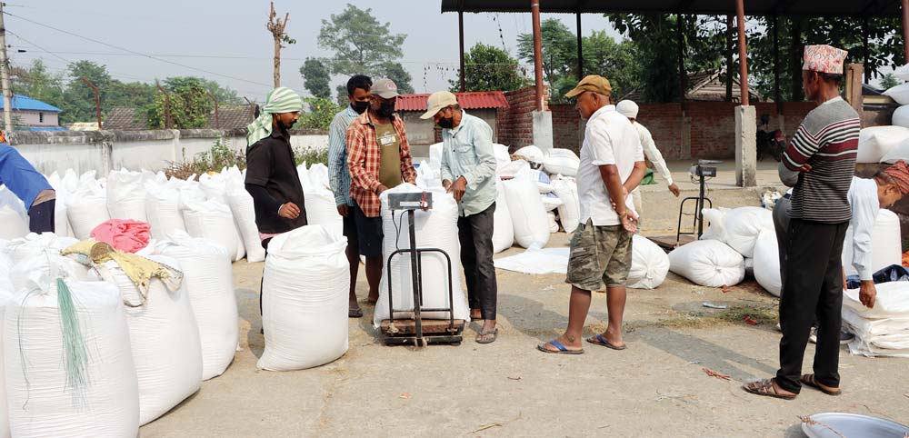 सहकारीले किन्यो समर्थन मूल्यमा धान