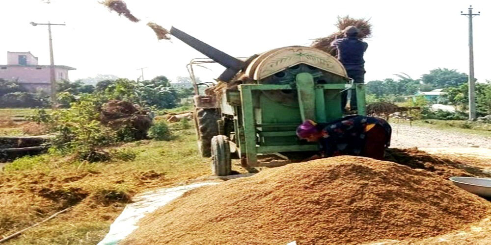 बाँकेमा एक लाख ६० हजार मेट्रिक टन धान उत्पादन