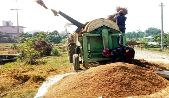 बाँकेमा एक लाख ६० हजार मेट्रिक टन धान उत्पादन